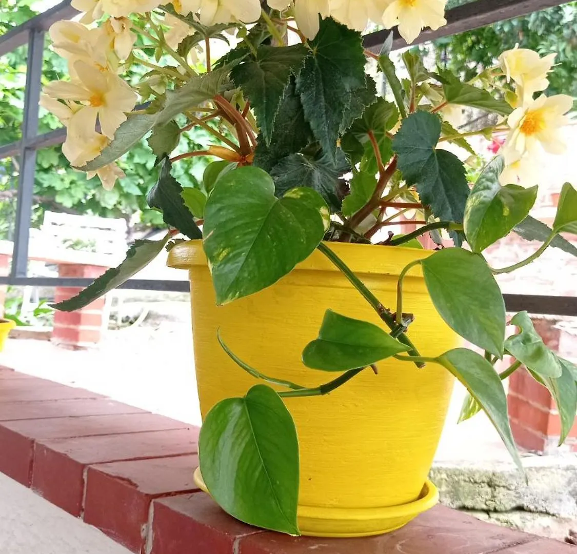 Villa Salvatore 카파치 이탈리아